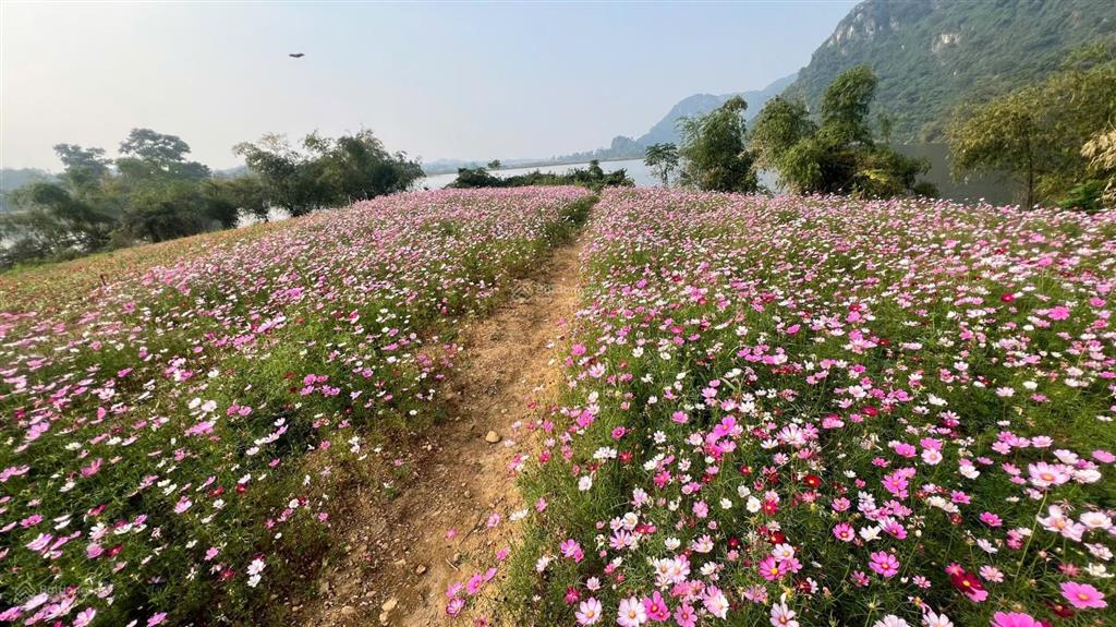 Nghe nói utopia đợt này chốt nhanh lắm