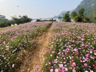 Nghe nói utopia đợt này chốt nhanh lắm