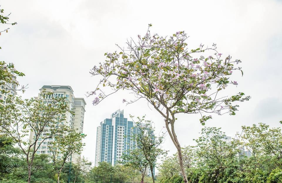 Biệt thự khu p view sân golf công viên 65ha ciputra  0985 038 ***