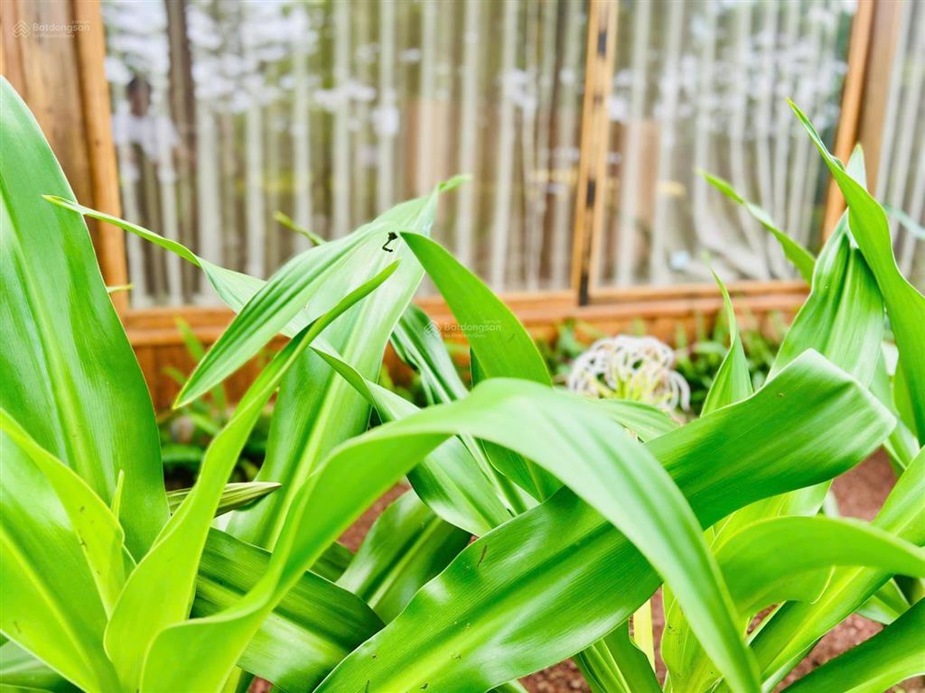 Đất nền nghỉ dưỡng 315m2  sổ đỏ lâu dài  quy hoạch đất ở tầm nhìn 100 năm  ra đường lớn 40m