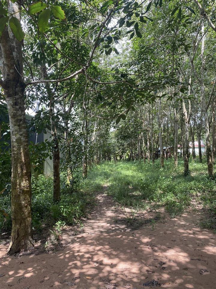 Chính chủ bán đất mặt tiền dh619, long nguyên (cách dt749 100m, chợ bến cát ~5km