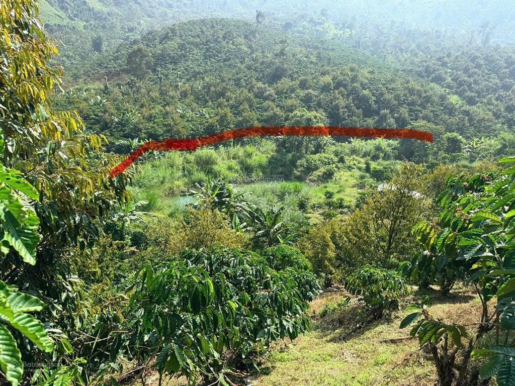 Bán gần 9 sào sầu riêng, cafe, lộc thành, bảo lâm  có nhà, đường nhựa xe hơi tận nơi