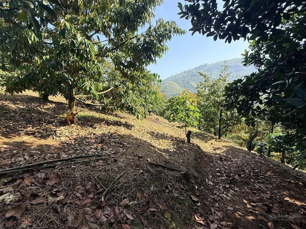 Bán gần 9 sào sầu riêng, cafe, lộc thành, bảo lâm  có nhà, đường nhựa xe hơi tận nơi