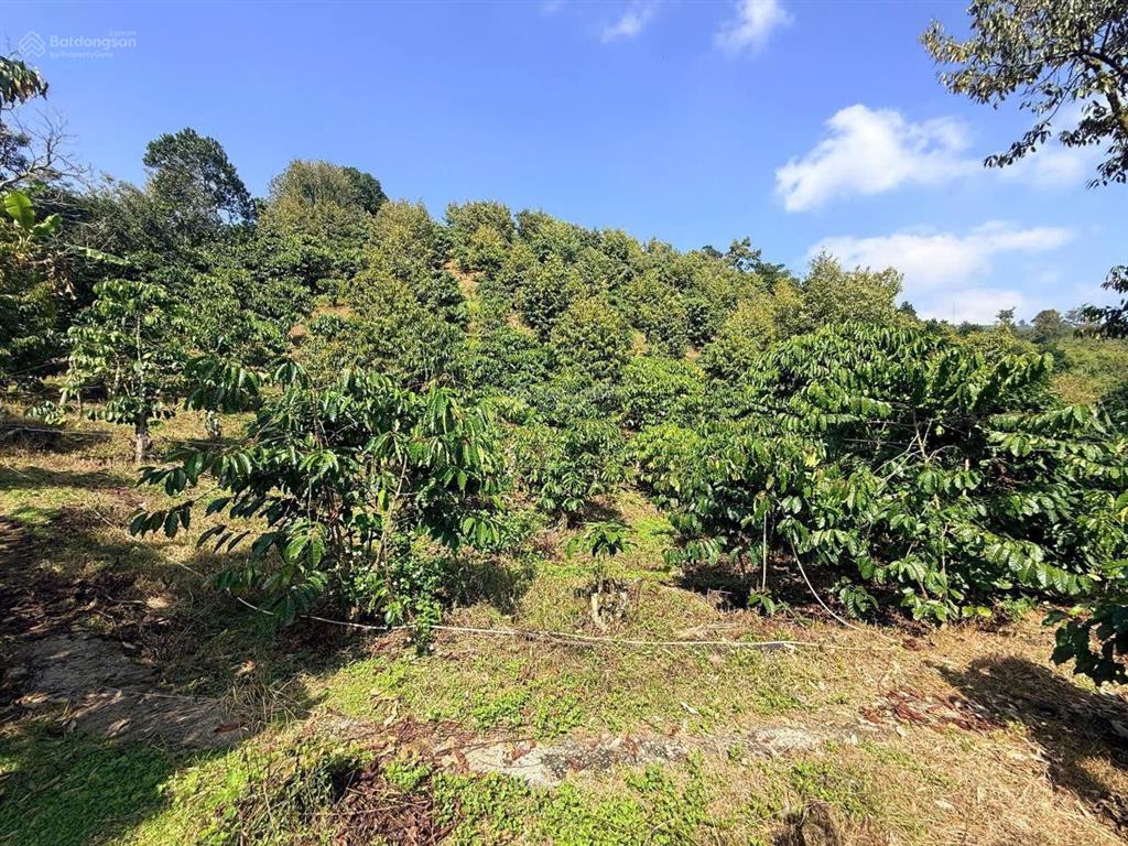 Bán gần 9 sào sầu riêng, cafe, lộc thành, bảo lâm  có nhà, đường nhựa xe hơi tận nơi