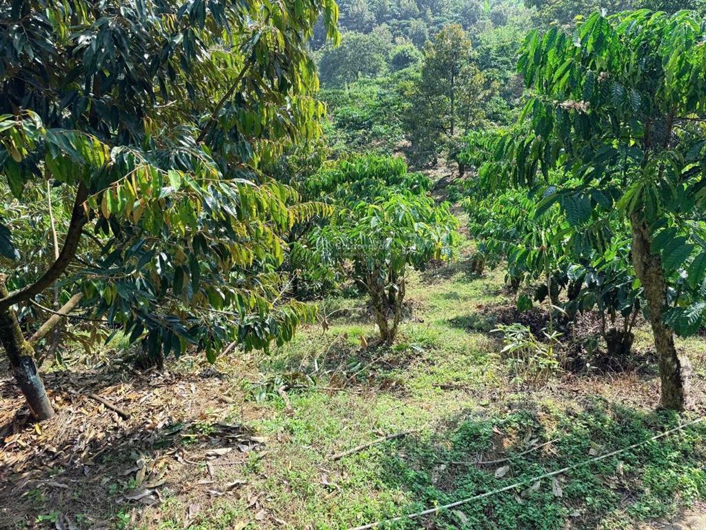 Bán gần 9 sào sầu riêng, cafe, lộc thành, bảo lâm  có nhà, đường nhựa xe hơi tận nơi