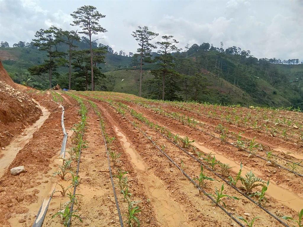 Bán đất tại xã đạ sar, lạc dương, lâm đồng, 300 triệu/1000m2 đẹp, nhiều tiện ích