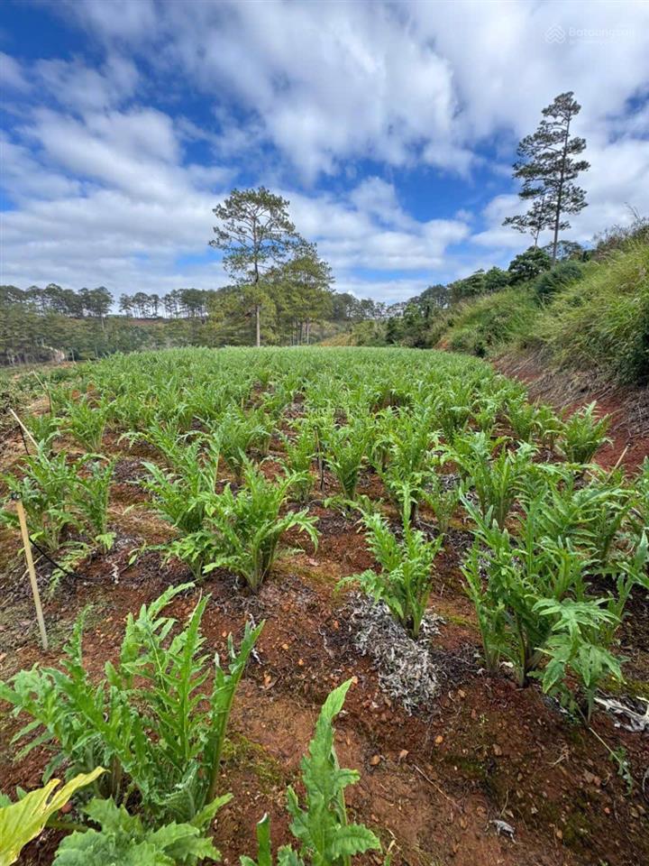 Bán đất tại xã đạ sar, lạc dương, lâm đồng, 300 triệu/1000m2 đẹp, nhiều tiện ích