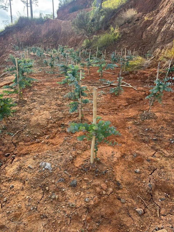 Bán đất tại xã đạ sar, lạc dương, lâm đồng, 300 triệu/1000m2 đẹp, nhiều tiện ích