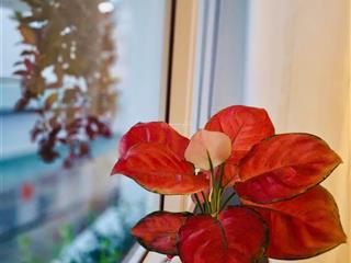 Cho thuê căn hộ 1 triệt 1 lầu 2 phòng ngủ đầy đủ nội thất.