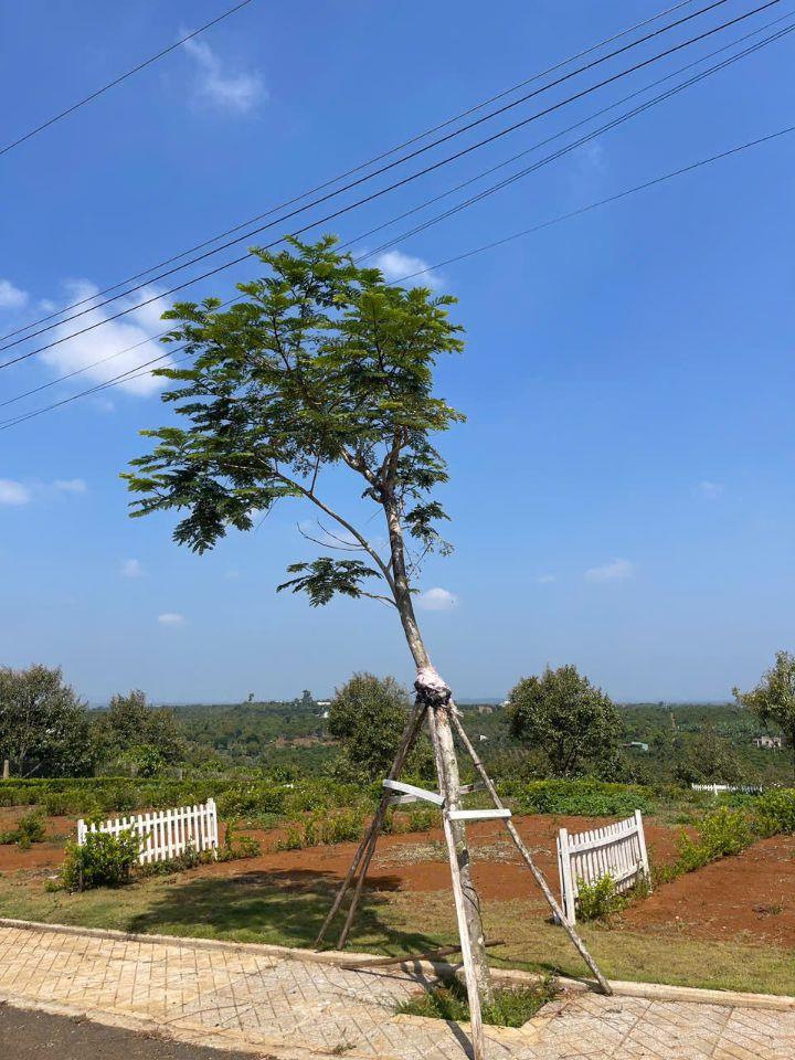 Bán đất 140 m² tại Di Linh, Lâm Đồng