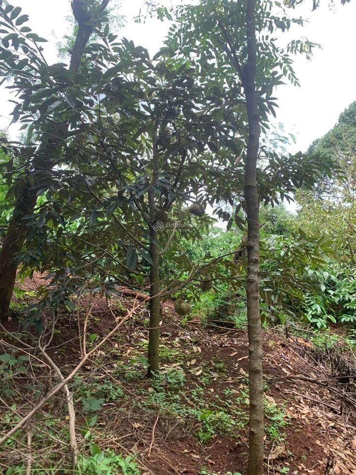 Bán đất rẫy phường tân an (thôn 1, đạt lý) 6,7 sào. giá 3 tỷ
