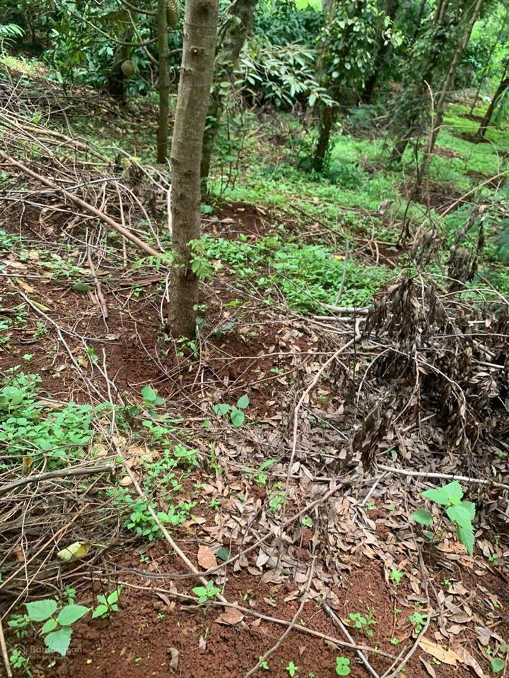 Bán đất rẫy phường tân an (thôn 1, đạt lý) 6,7 sào. giá 3 tỷ