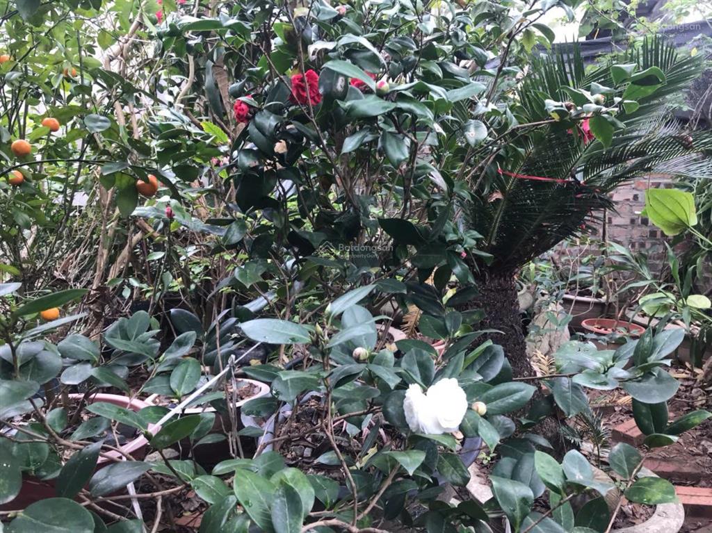 Bán 96m full thổ cư, ngọc thụy, long biên, 10,5 tỷ, ô tô ngủ, sổ đỏ két, có tường nhà c4,