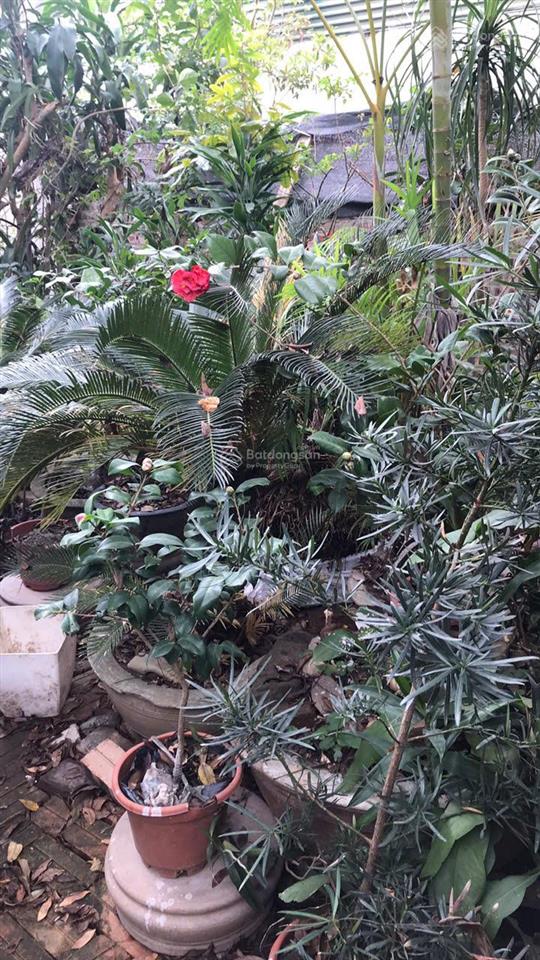 Bán 96m full thổ cư, ngọc thụy, long biên, 10,5 tỷ, ô tô ngủ, sổ đỏ két, có tường nhà c4,