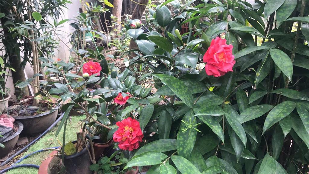 Bán 96m full thổ cư, ngọc thụy, long biên, 10,5 tỷ, ô tô ngủ, sổ đỏ két, có tường nhà c4,