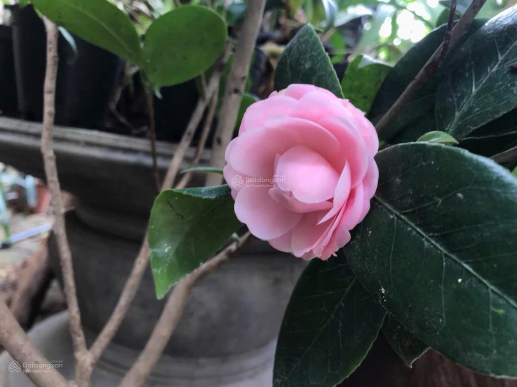 Bán 96m full thổ cư, ngọc thụy, long biên, 10,5 tỷ, ô tô ngủ, sổ đỏ két, có tường nhà c4,