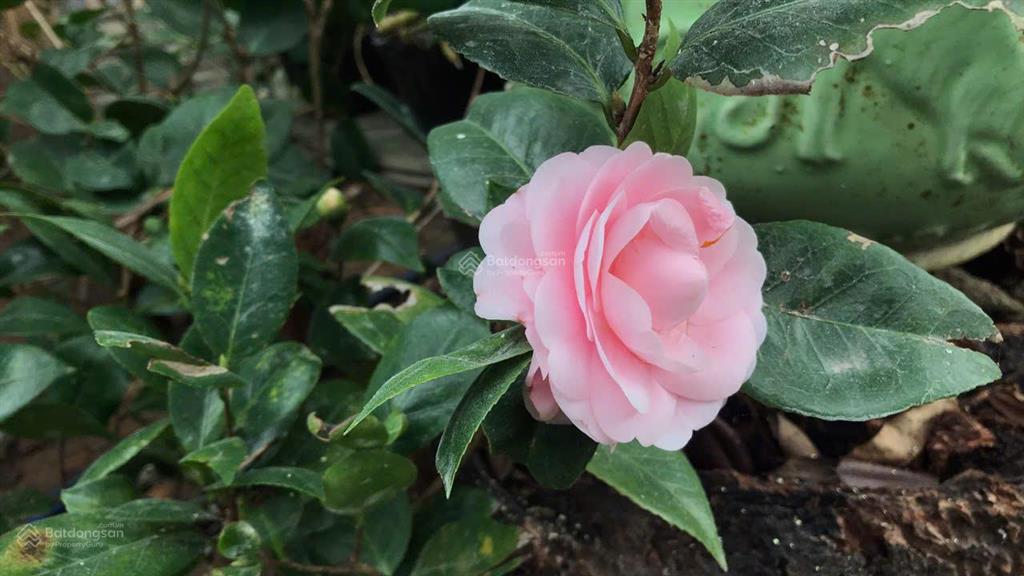 Bán 96m full thổ cư, ngọc thụy, long biên, 10,5 tỷ, ô tô ngủ, sổ đỏ két, có tường nhà c4,