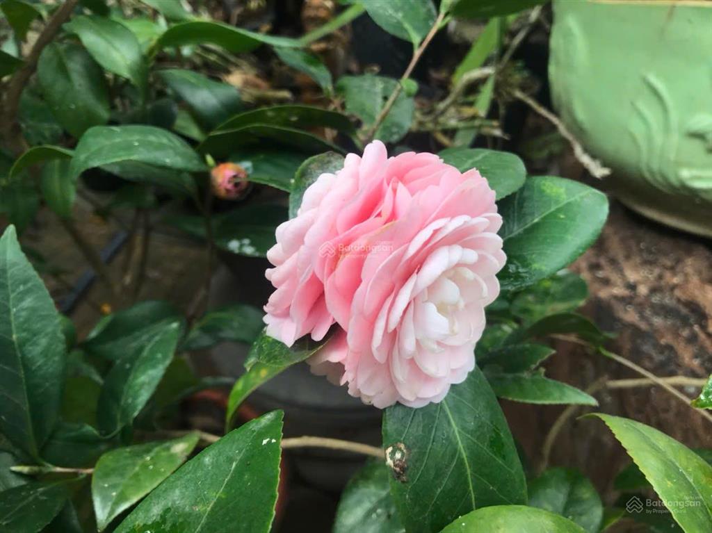 Bán 96m full thổ cư, ngọc thụy, long biên, 10,5 tỷ, ô tô ngủ, sổ đỏ két, có tường nhà c4,