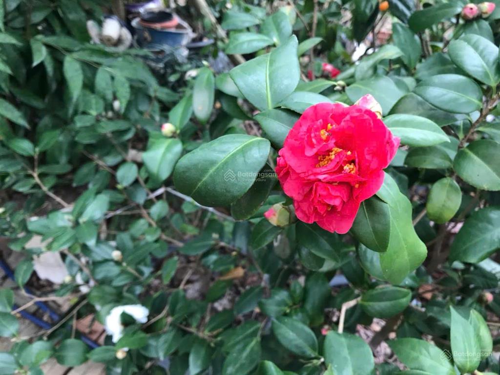 Bán 96m full thổ cư, ngọc thụy, long biên, 10,5 tỷ, ô tô ngủ, sổ đỏ két, có tường nhà c4,