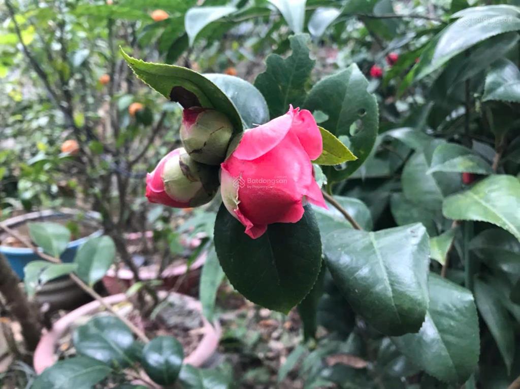 Bán 96m full thổ cư, ngọc thụy, long biên, 10,5 tỷ, ô tô ngủ, sổ đỏ két, có tường nhà c4,