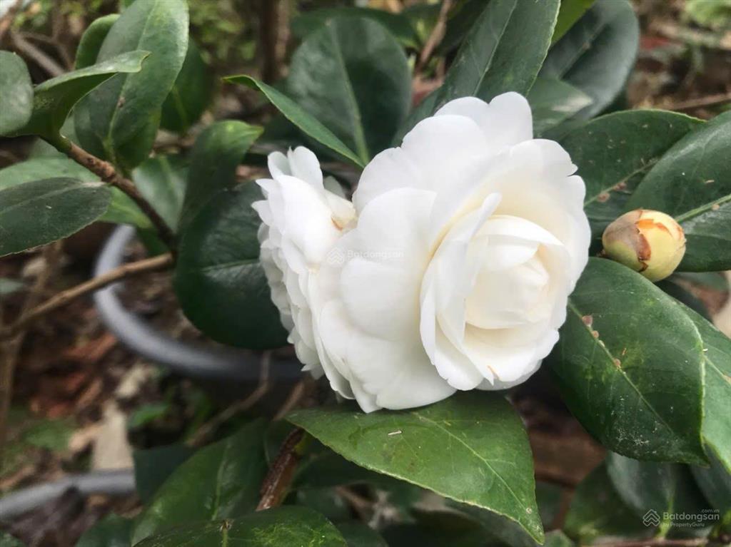 Bán 96m full thổ cư, ngọc thụy, long biên, 10,5 tỷ, ô tô ngủ, sổ đỏ két, có tường nhà c4,