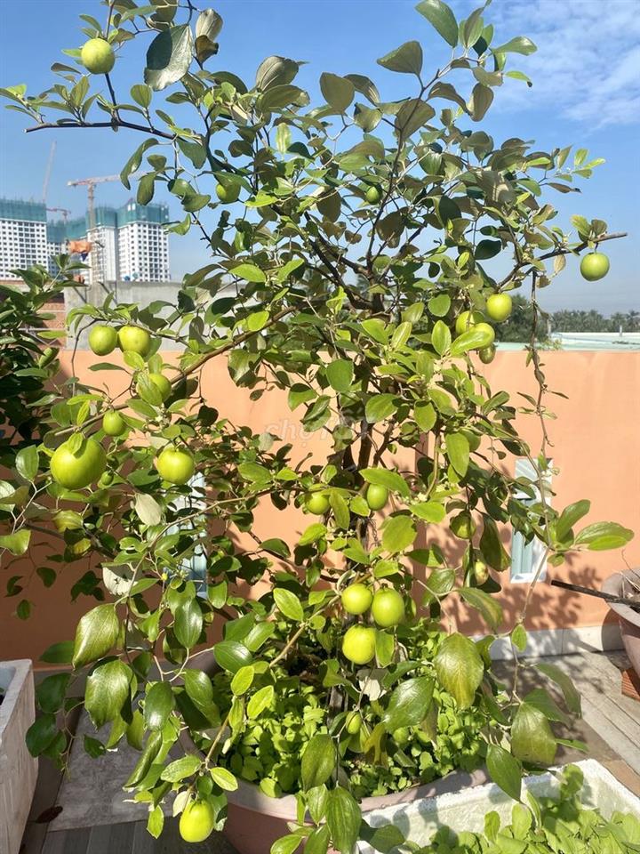 Bán nhà Hướng Nam mát mẻ, đường 5m, sân vườn, nội thất gỗ căm xe xịn