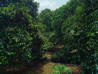 Bán đất vườn măng cục tại an sơn thuận an giá 5tr/m2. dt 2000m2 sổ hồng cầm tay