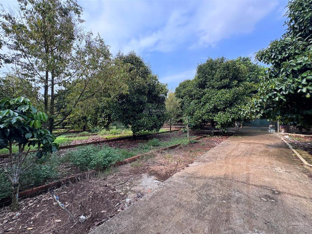 125m² full thổ cư  đường bê tông 7m  chỉ 770 triệu
