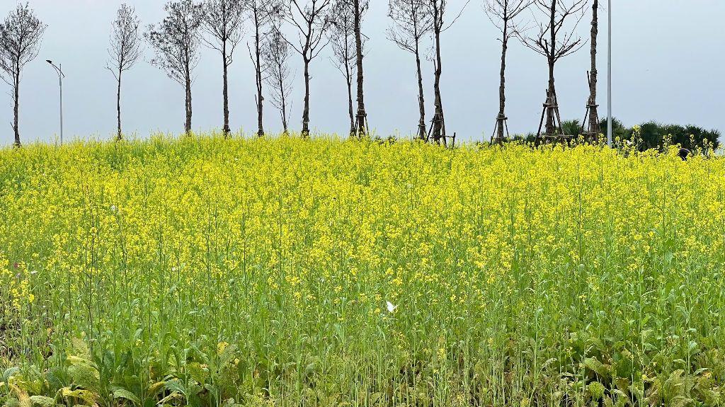 🌄 KHI CUNG ĐƯỜNG MỞ LỐI – UTOPIA MỞ VẬN 🌄