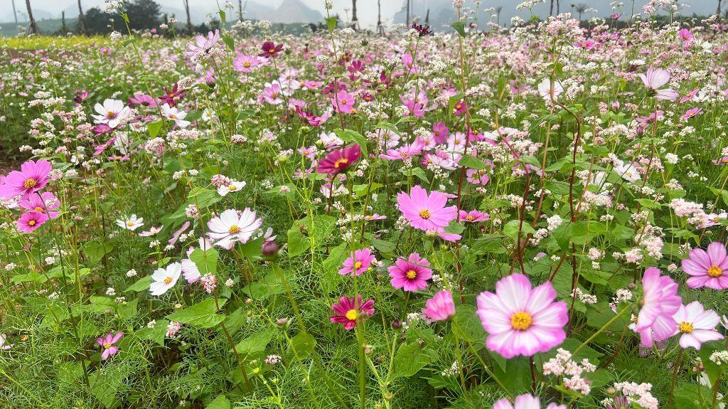 🌄 KHI CUNG ĐƯỜNG MỞ LỐI – UTOPIA MỞ VẬN 🌄