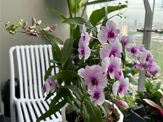 Chính chủ cần bán nhanh căn 2n+ 63m2 sẵn sổ siêu vip nội thất sang trọng tại masteri west heights