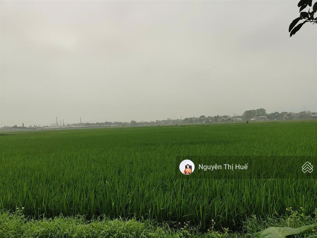 Chỉ hơn 5 triệu/m² 502m² (170m² thổ cư) hoàng văn thụ, chương mỹ | view cánh đồng