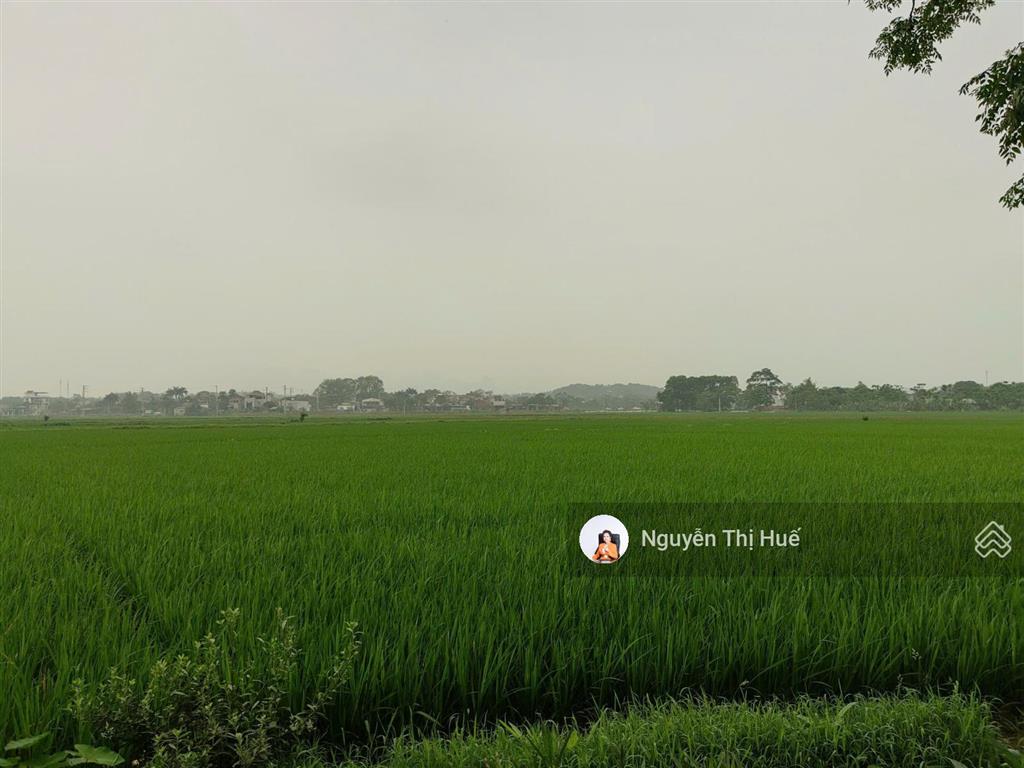 Chỉ hơn 5 triệu/m² 502m² (170m² thổ cư) hoàng văn thụ, chương mỹ | view cánh đồng