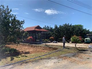 Vườn bưởi tại bình dương cũ  tp.hồ chí minh giá 890tr (lvcc)