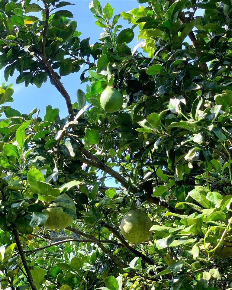 2,8ha tân quan đồng nai  dòng tiền lợi nhuận 3 tỷ/năm