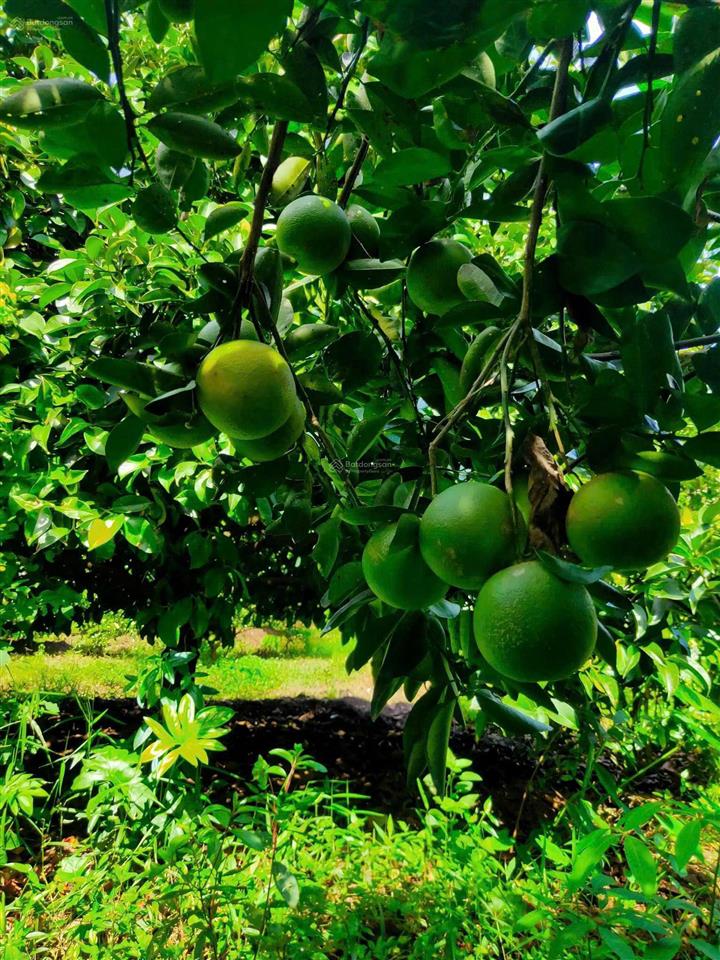 2,8ha tân quan đồng nai  dòng tiền lợi nhuận 3 tỷ/năm