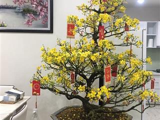 Chính chủ bán căn góc cc miếu nổi q. bt. dt 65m2 2p. giá 3,6 tỷ.  0779 973 ***