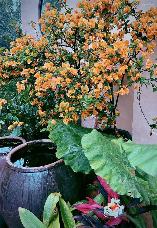 Cần chuyển nhượng villa hơn 4000m vận hành tốt cao dương lương sơn phú thọ (hòa bình cũ) 13,x tỷ