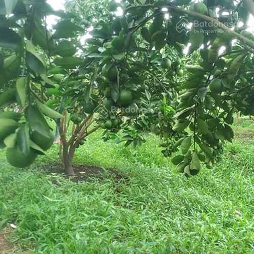 Bán gấp nhà vườn cây ăn trái 2541m2 có nhà cấp 4 giá 650tr