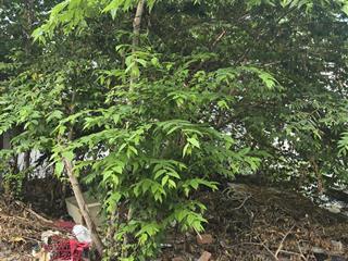 Bán lô đất full thổ 64m2, hẻm ô tô, 4 tỷ 990, p15, tân bình