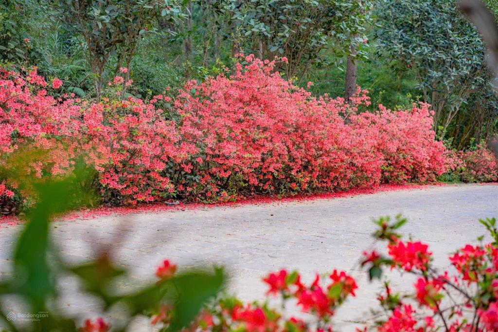 Biệt thự thanh xuân valley sở hữu lâu dài bàn giao luôn view hồ