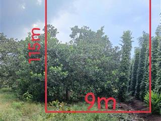 Bán đất tại xã bàu lâm, xuyên mộc, bà rịa vũng tàu  giá siêu hời 579 triệu/1000m2