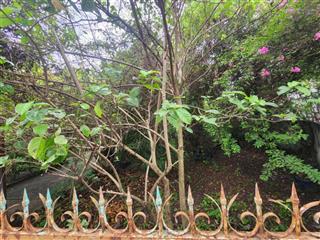 Hiếm! chỉ 5 tỷ, xem pháo hoa global city. sổ đỏ full thổ cư sang tên