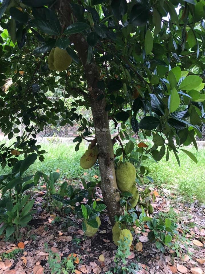 Đất vườn xã thái mỹ (mới) củ chi