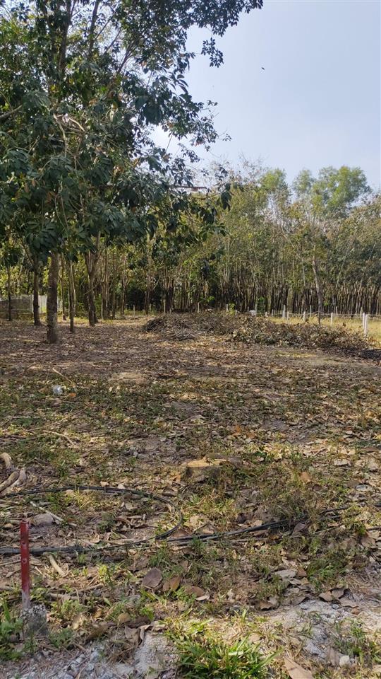 Bán đất ngang 10m x 50m, có 227 thổ cư, đường nhựa