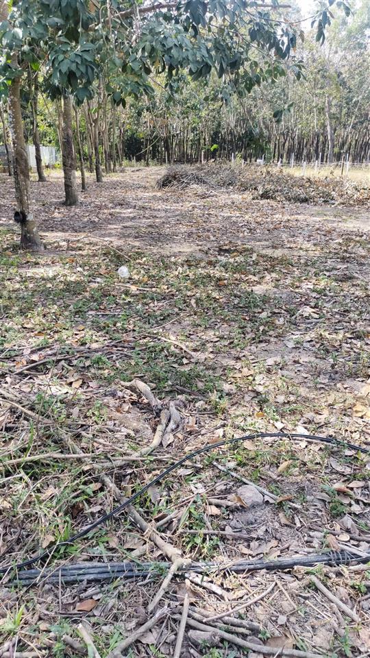 Bán đất ngang 10m x 50m, có 227 thổ cư, đường nhựa