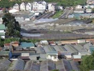 Cho thuê đất trông cây là hoàn thiện đầu tư nhà kính