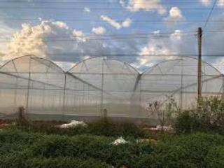 Cho thuê đất trồng cây là hoàn thiện đầu tư nhà kính tại lâm đồng
