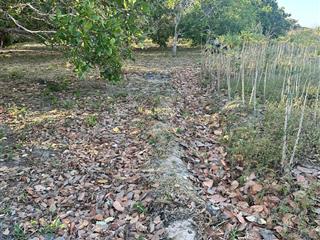 Hơn 8,2hec đieu kinh doanh can sang nhượng lại 100tr tren 1 hec ta toqn bo fun đieu