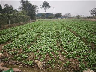 Bán đất biệt thự dự án cienco5 me linh hà nội. sổ đỏ chính chủ 639m2.